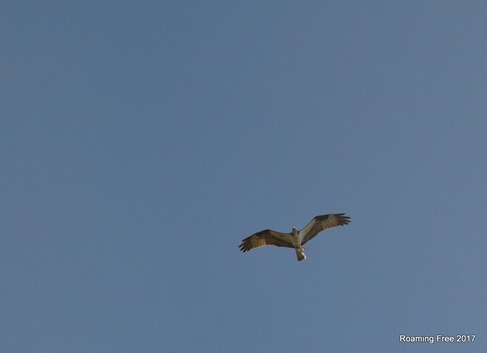 Osprey