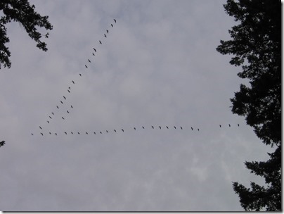 IMG_2372 Geese Flying Over the Hoyt Arboretum at Washington Park in Portland, Oregon on February 15, 2010