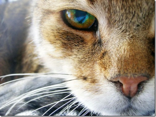 foto de media cara de gato mirando al frente