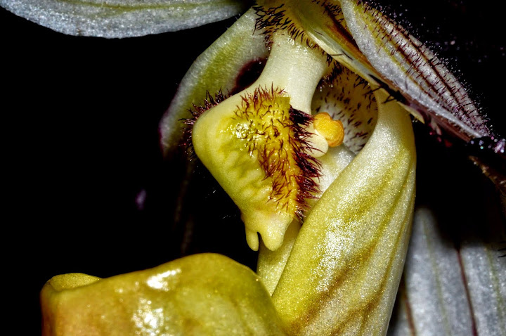 Paphiopedilum philippinense - Paphiopedilum roebelinii - Paphiopedilum laevitaum - Paphiopedilum palaw(an)ense DSC_0096