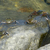 Striped shore crabs