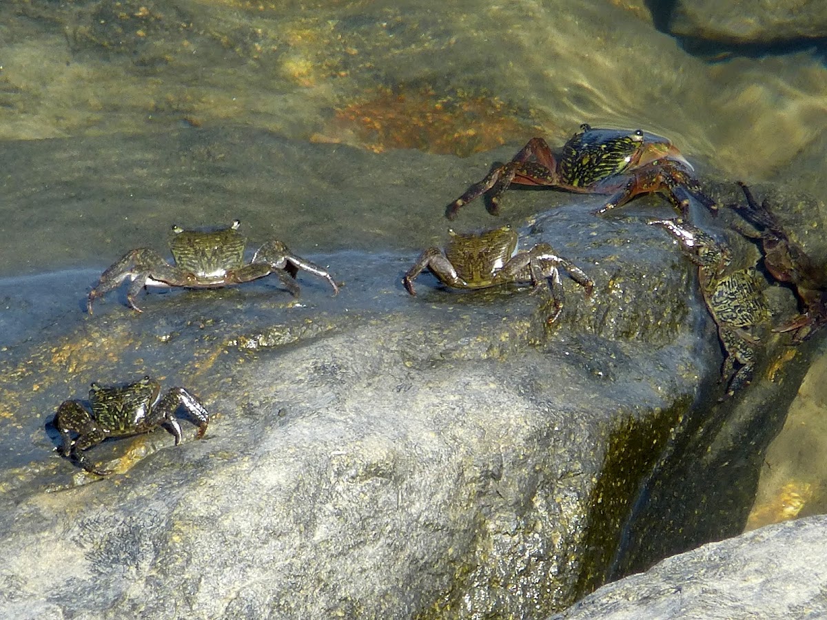 Striped shore crabs