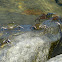 Striped shore crabs