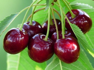 cherry-167341_1280