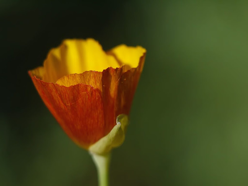 Au coeur des fleurs G1310544