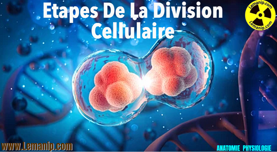 division cellulaire