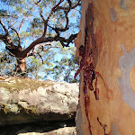 Gum tree and boulders (238067)