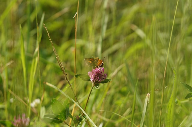 Norfolk countryside in summer