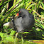 Moorhen