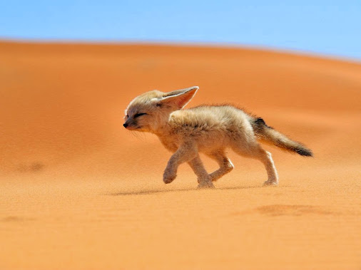 Fennec-Fox-Morocco.jpg