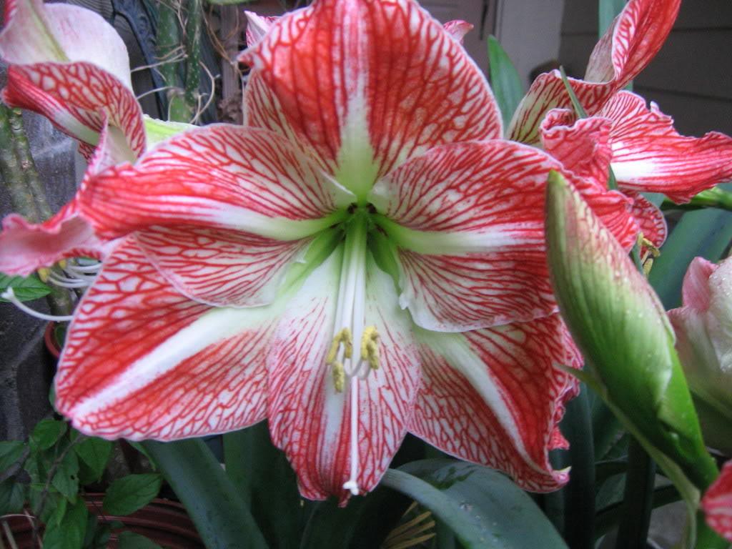 Keukenhof Amaryllis Parade