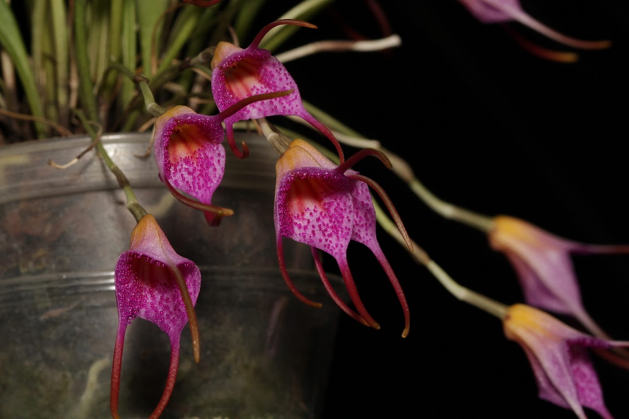 Masdevallia glandulosa IMG_8208_v1