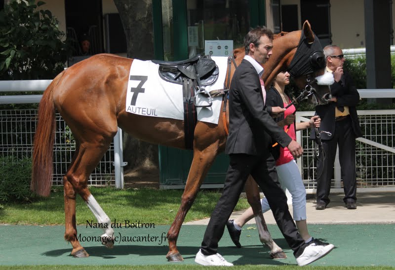 Photos Auteuil 7-06-2015 Journée Grande Course de Haies IMG_1235