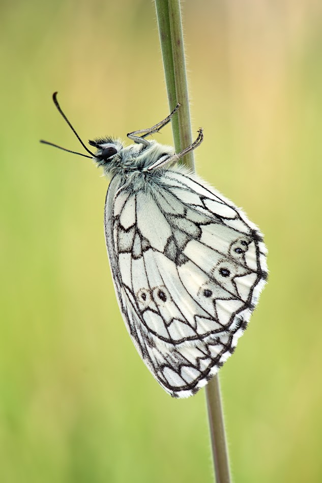 Melanargia galathea... Szachownica