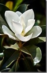 7384725-magnolia-flower