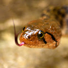 Checkered keelback