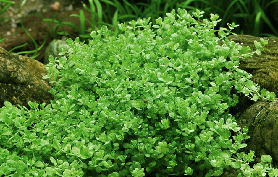 Хемиантус каллитрихоидес (Hemianthus callitrichoides)