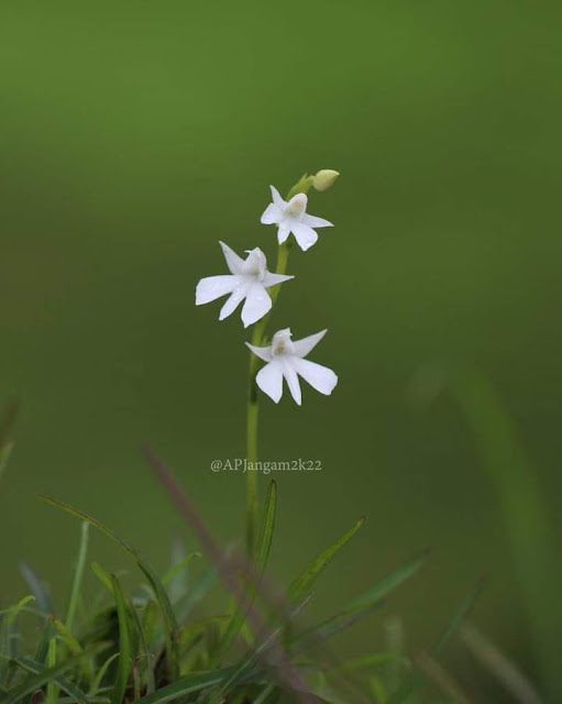 Habenaria suaveolens ❤️Endemic to Western Ghats.Orchidaceae Kolhapur,Maharashtra India