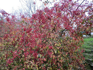 CIMG0227 Spindle tree near the railway crossing