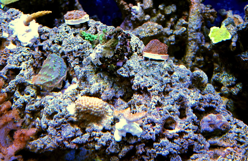 new_corals.jpg