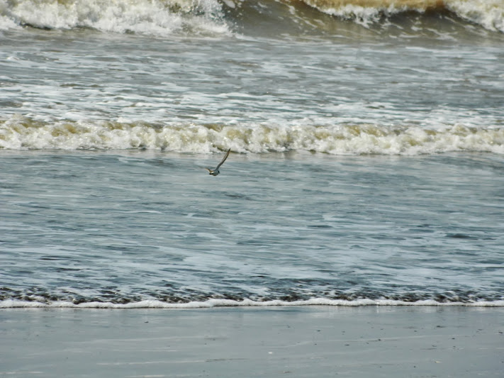 Sea waves and flying sandpiper arnala beach