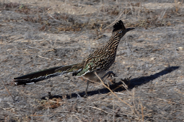 road runner