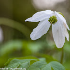 White Anemone in green. 13052012-0001.jpg