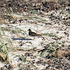 Black Turnstone