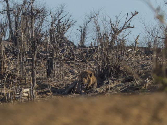 Botswana et Zimbabwe en octobre BotsZim_Oct2015_532