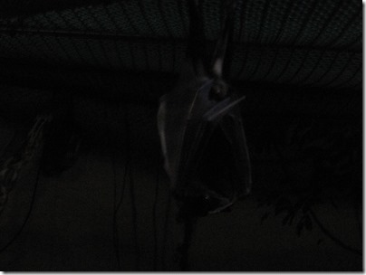 IMG_0454 Fruit Bats at the Oregon Zoo in Portland, Oregon on November 10, 2009