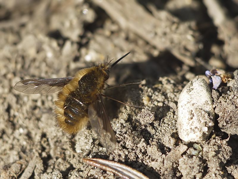 Bombyle, aussi G1160456