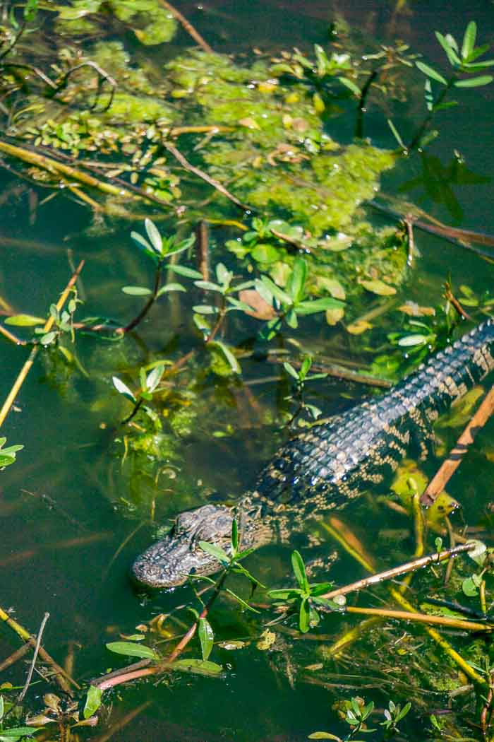 alligator air boat tour around Orlando. alligator air boat tour around Orlando