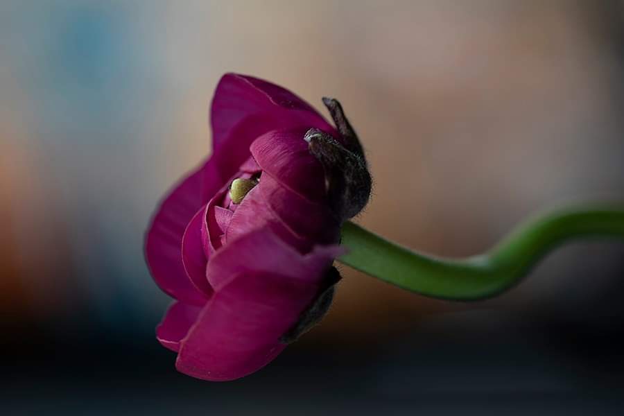 Fiore di RobertaSilvestro