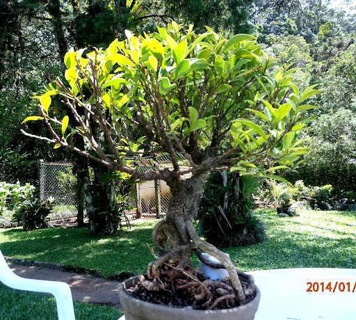 Ficus de yamadori - Cidade Velha - Atualizando em 12/10/2014 - Página 2 P1110038