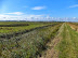 Coast path towards Burnham Deepdale