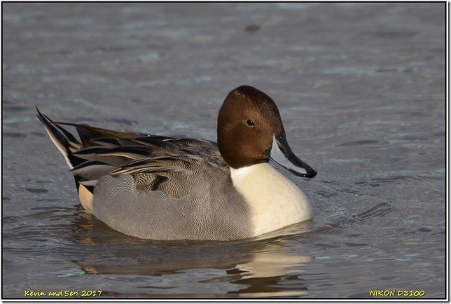 Slimbridge WWT - November