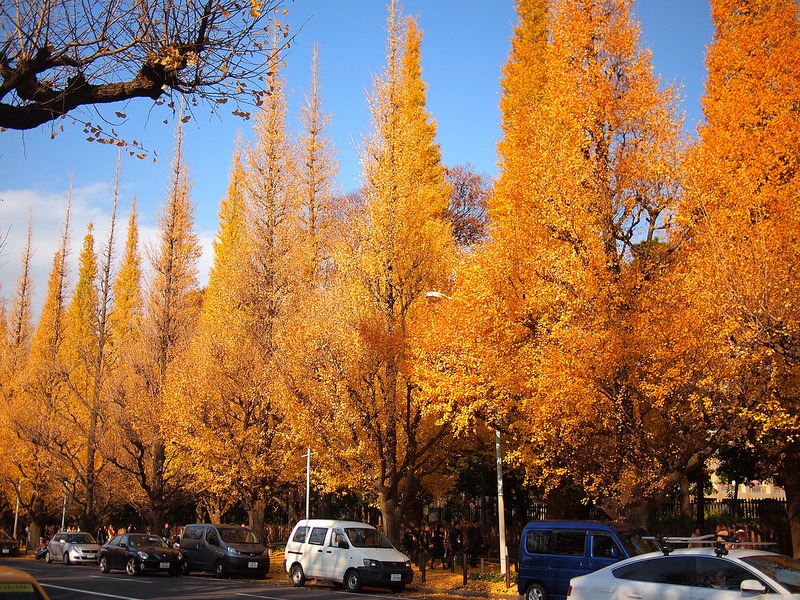 ginkgo-avenue-tokyo-13