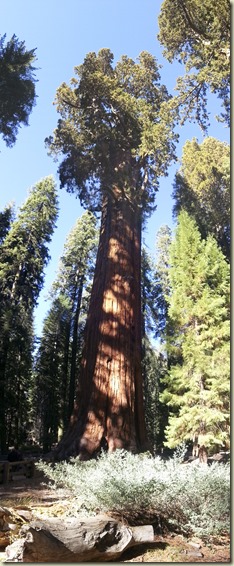 Sequoia NP Sherman Tree_1