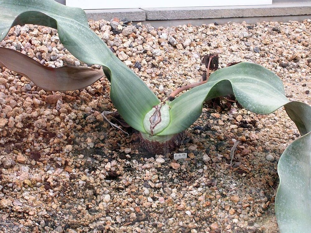 welwitschia-mirablilis-1