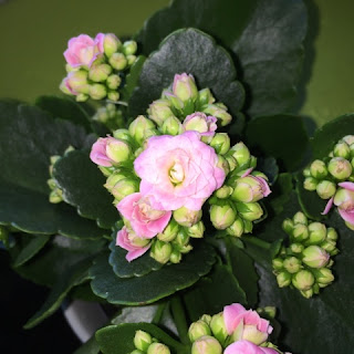 Pink Kalanchoe from Holland