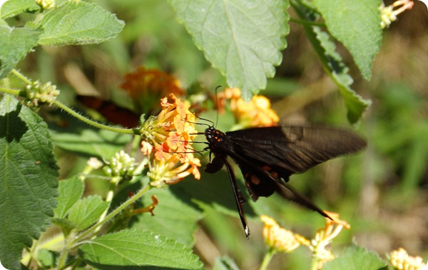 saltoencantado-mariposa