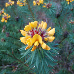 Flower along Manly Scenic Walkway (70585)