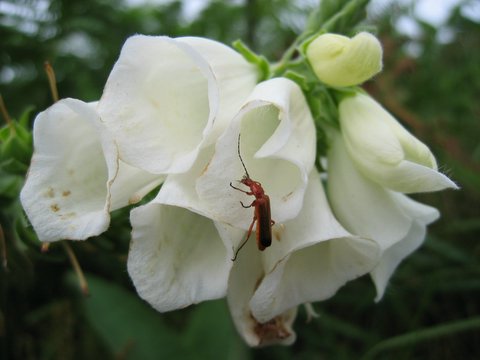 walk 27 43 whiteflowers 