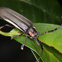 Firefly mimic Longhorn beetle