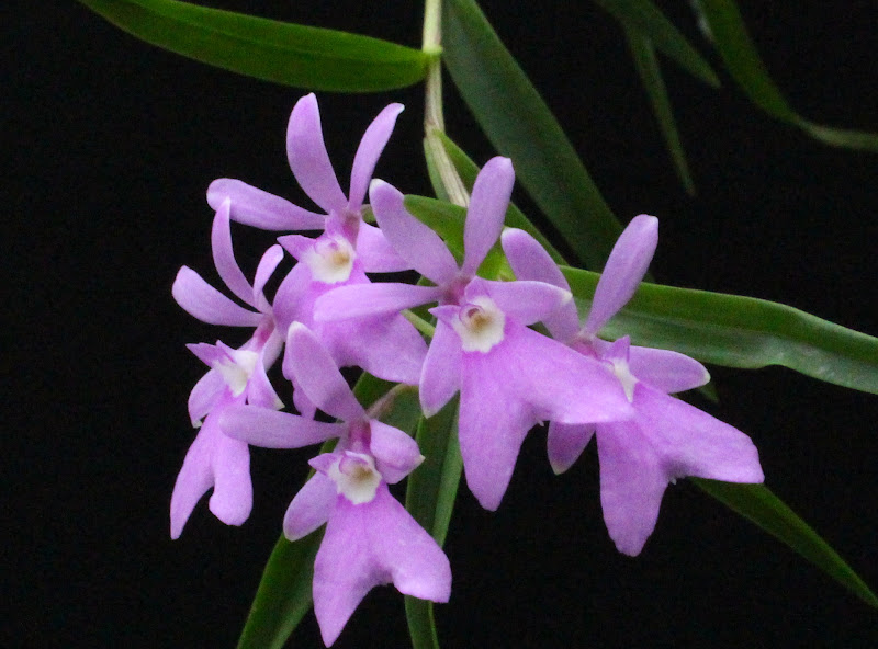 Epidendrum centropetalum IMG_5543