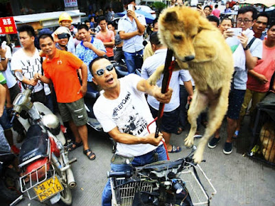 Where is a dog curry festival?