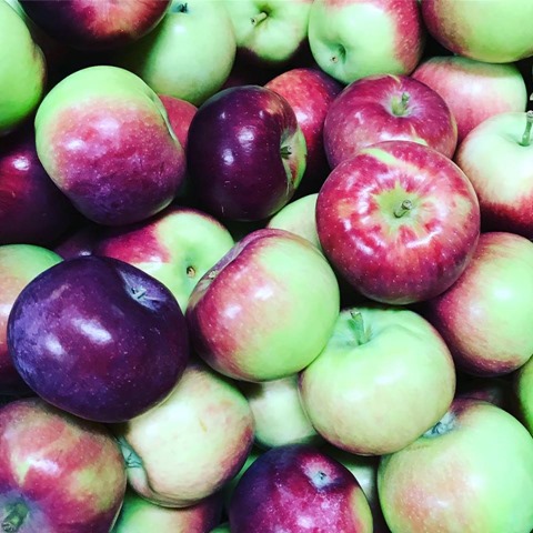 apples in a bushel