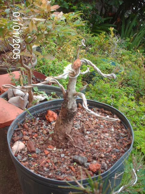 Carvalho Japonês-Quercus Acutíssima-Kunugui... PICT1953