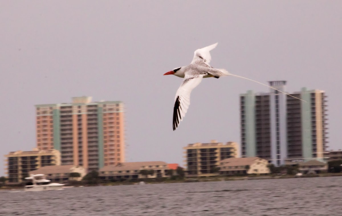 Red-billed Tropicbird