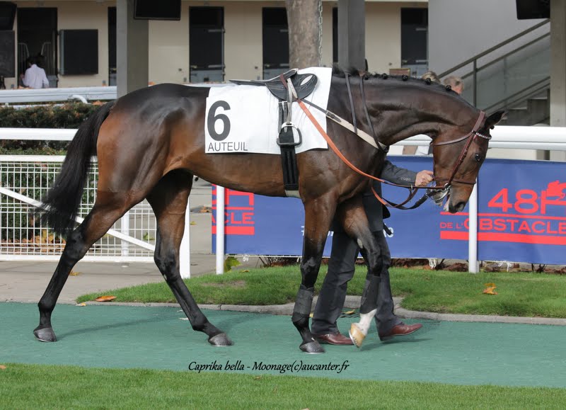 Photos Auteuil 7-11-2015 (48h de l'obstacle) IMG_6252